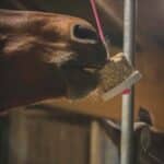 Happy Crackers - Happy Wild Respi – Image 2