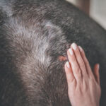 Cura naturale - Gel repousse poil – Image 2