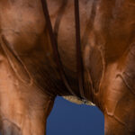 Dy'On - Rênes Allemandes Full Leather Draw Reins 1 / 2 Collection Us Jumping Marron – Image 2