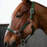 Kentucky Horsewear - Licols En Nylon Tressé Vert Olive – Image 3