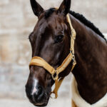 Kentucky Horsewear - Licols En Nylon Velvet Moutarde – Image 3