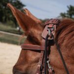 Cwd Sellier - Gogue Châtaigne – Image 3