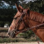 Cwd Sellier - Gogue Châtaigne – Image 2