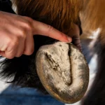 Cura naturale - Poudre Assainissante – Image 3