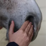 Nellumbo - Sérum Confort Respiratoire cheval – Image 3